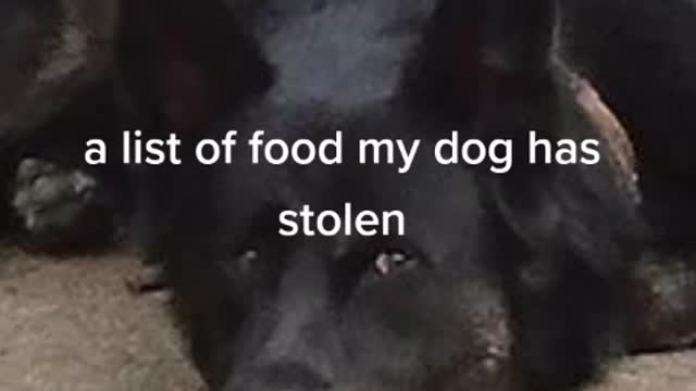 Hungry dog