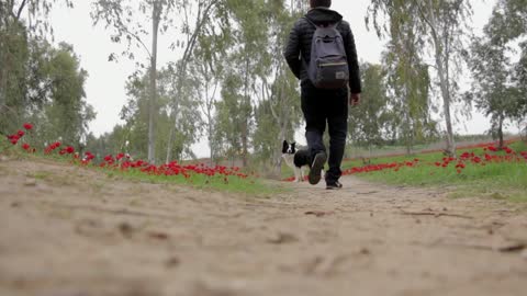 Wafi dog walking with his owner and waiting for him