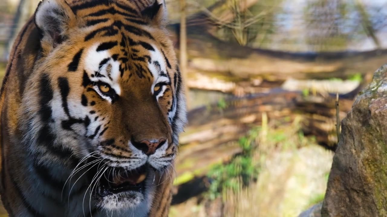 Tiger a carnivorous predator one of the most dangerous