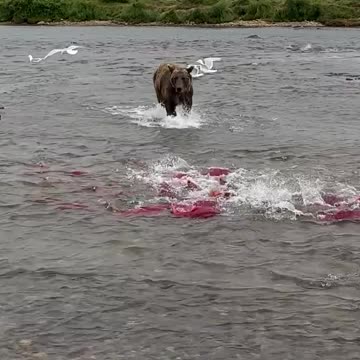 Wolf Hunting fish|wolf hunting in river|Hunting 2023