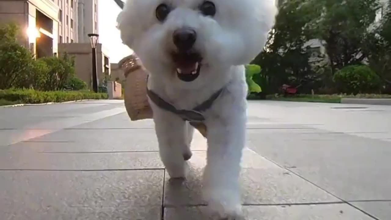 Dog:I'm happy. We'll have more dishes today!