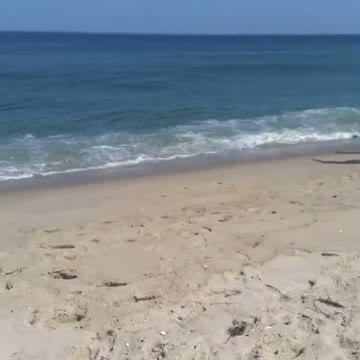 Great White gets very close