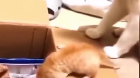 Cats funny video Cats funniest video 🤣😝😜