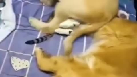 Funny animal videos