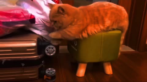 Funny cat 😺 cute cat videos & shorts videos