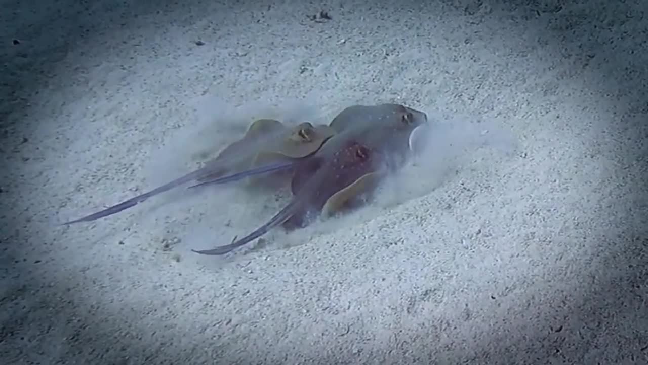 Blue Spotted Stingray Birth