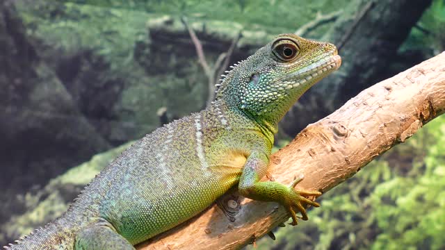 Australian water dragons