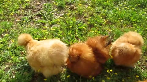 Buff silkie pullets (2)