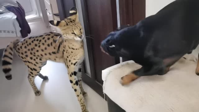 Serval and pincher sort things out/Serval meows