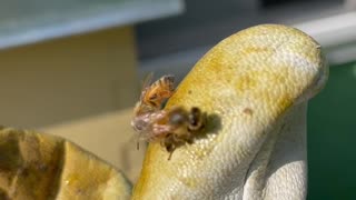 Bees cleaning my gloves