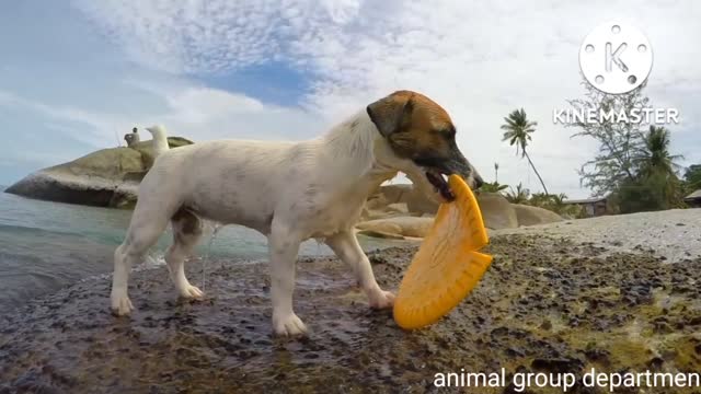 Cute dog playing with ball