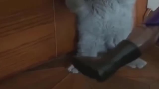 cute cat gets scared