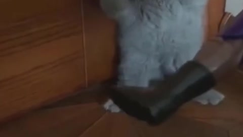 cute cat gets scared