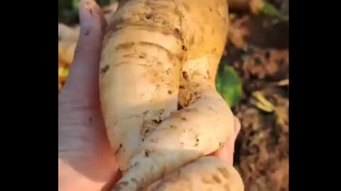 Vietnam Grows World's Largest Ginseng, It's Unbelievable - Puppy