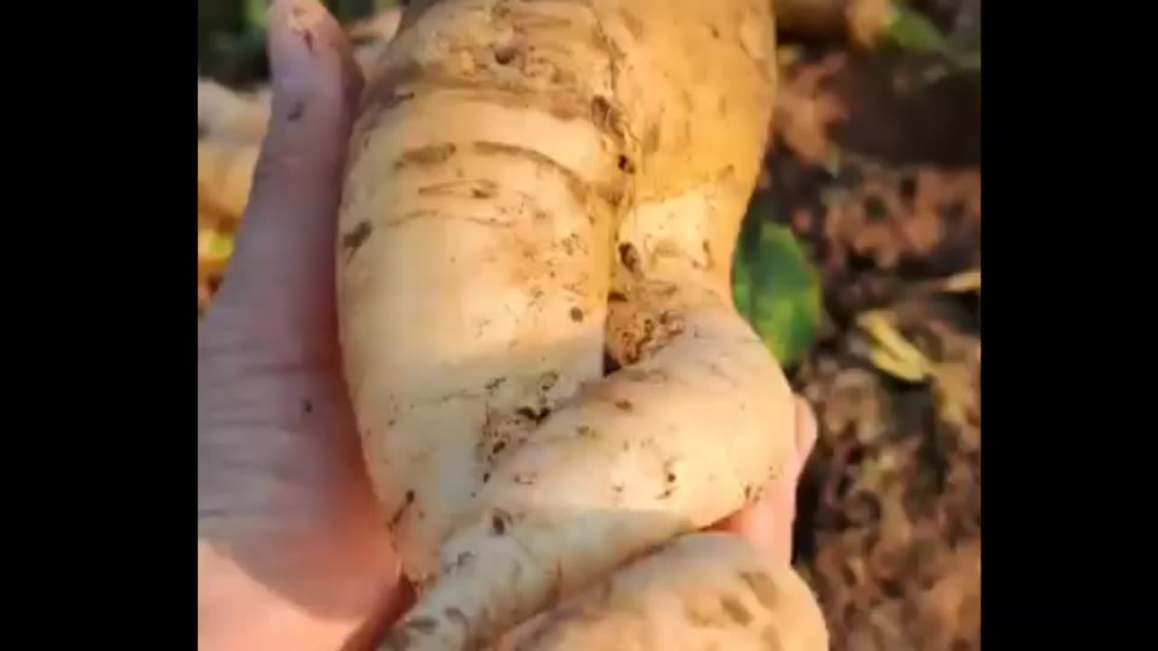 Vietnam Grows World's Largest Ginseng, It's Unbelievable - Puppy