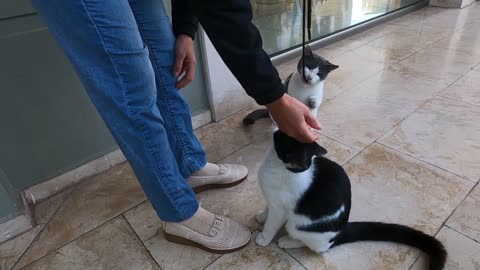 Two young sisters cats want to play with me