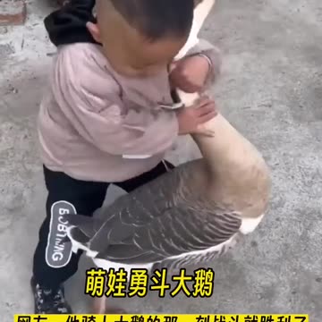 Cute kid fights a big goose