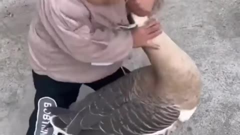 Cute kid fights a big goose