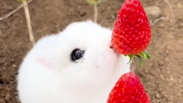 rabbit eating strawbarries , cuteness overloaded