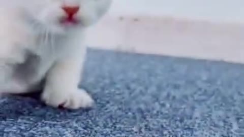 CUTE BABY ANIMALS #2