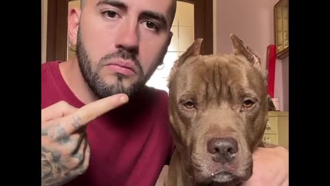 🐕🐕@mreviatar chihuahua 🐕vs 🐕pitbull 🤣🤣😅😅best funny video🐕