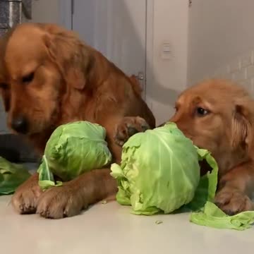 Just some good boys eating their veggies 🥬🤪