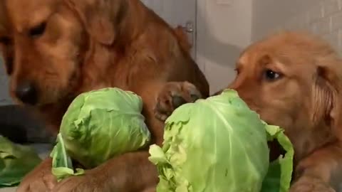 Just some good boys eating their veggies 🥬🤪