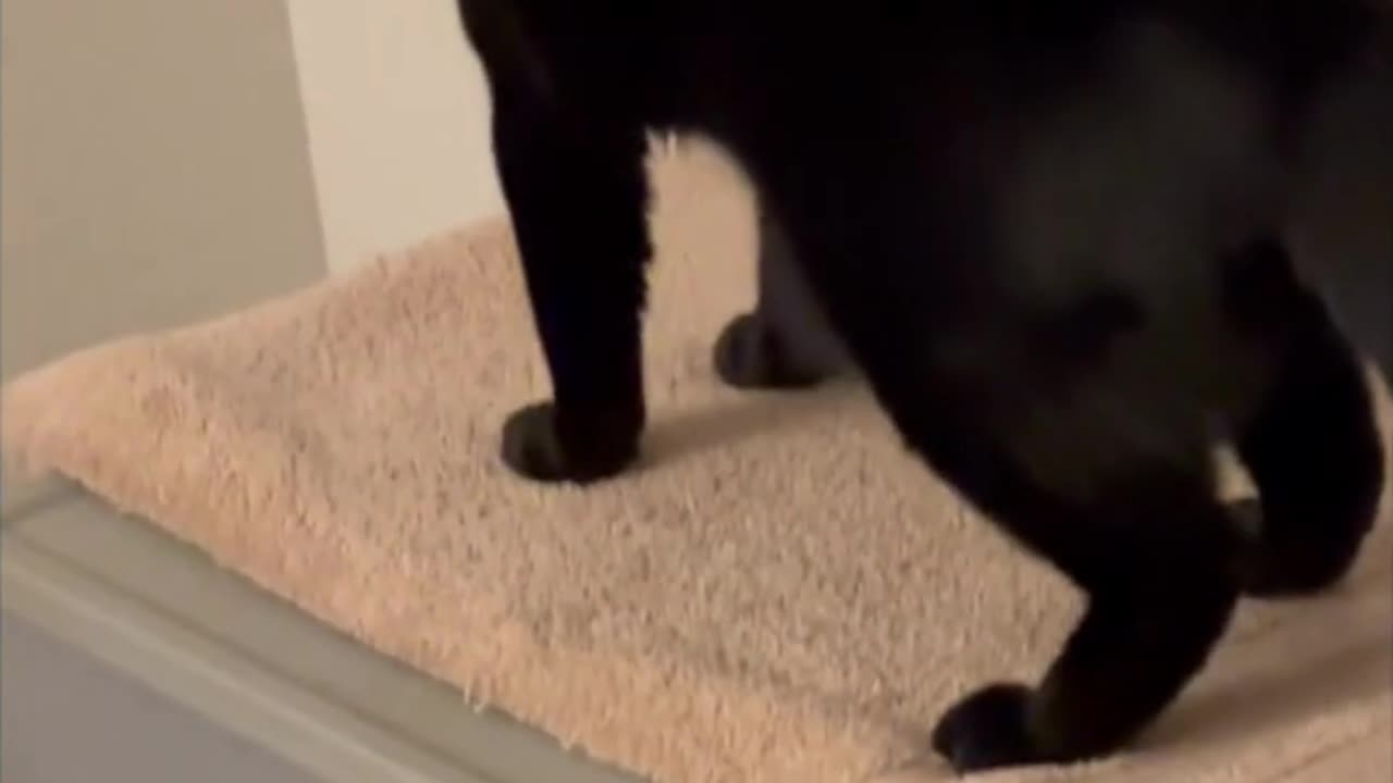 Adopting a Cat from a Shelter Vlog - Cute Precious Piper Gets Going After a Nap #shorts #cat #kitty