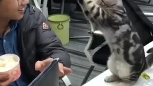 Cute Cats #Shorts Funny video #shorts