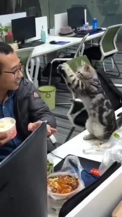 Cute Cats #Shorts Funny video #shorts