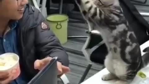 Cute Cats #Shorts Funny video #shorts