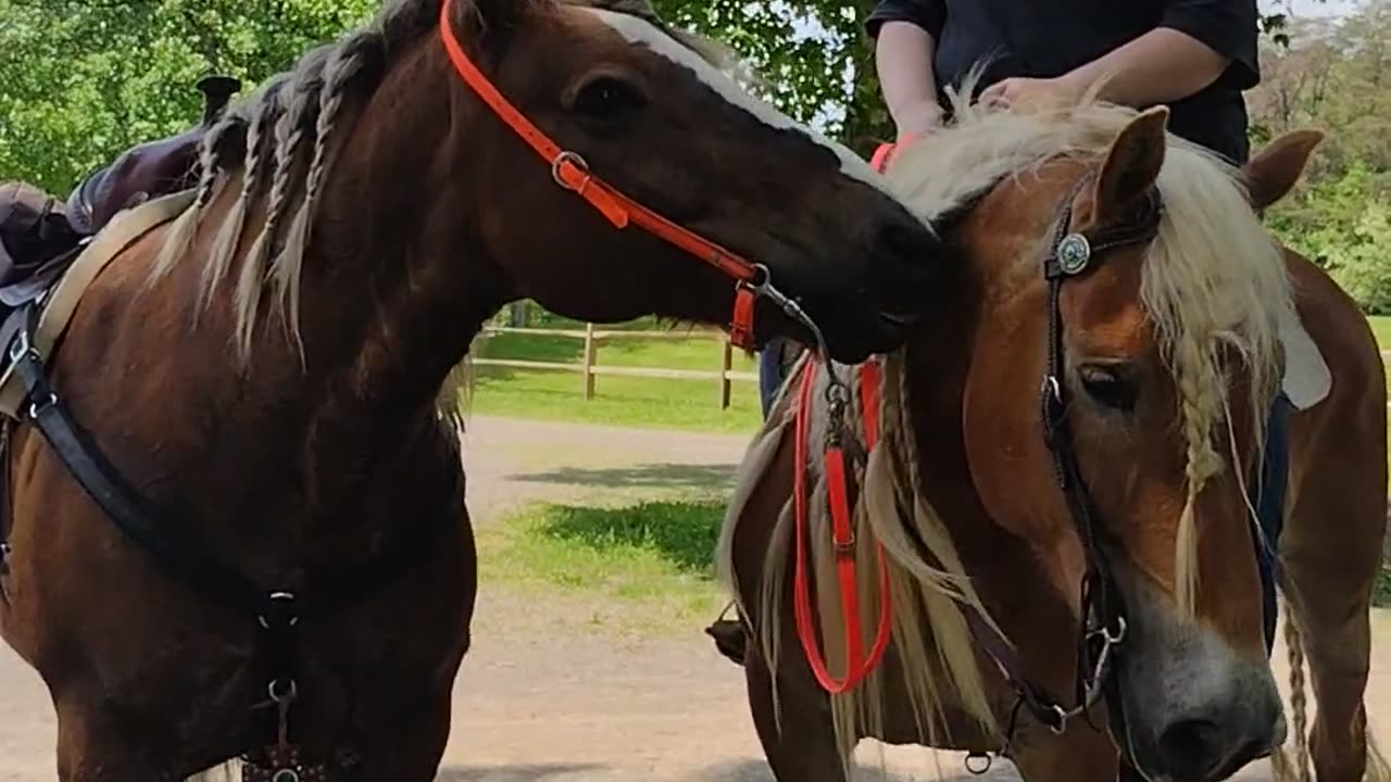 Affectionate horse