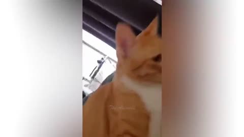 Funny animal