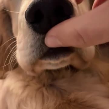 Beautiful clips dogs