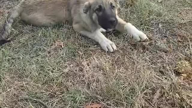 Puppy happy playing