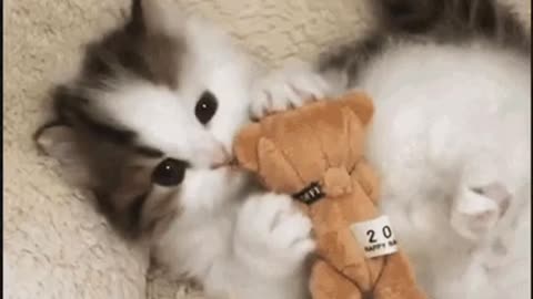 Cute Cat Gif