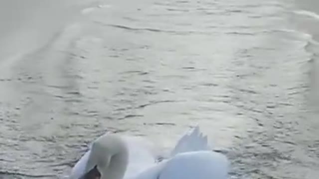 Beautiful Swan Landing on Water Through The Morning Mist