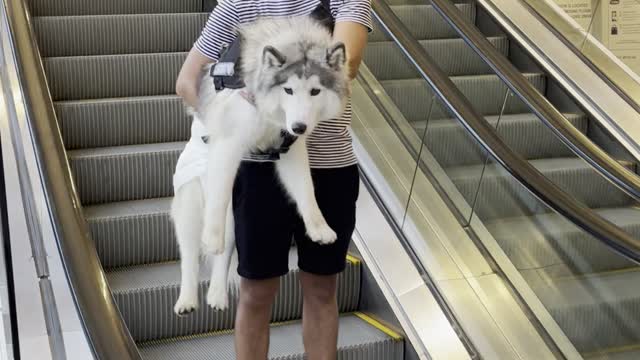 Boyfriend Carries Dog Down the Mall Escalator