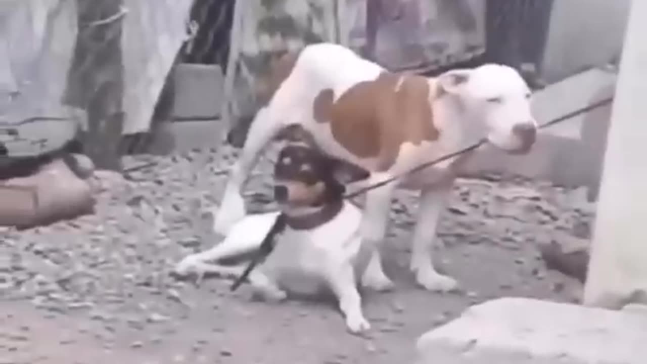 😂funny animal videos that i found for you #60😂