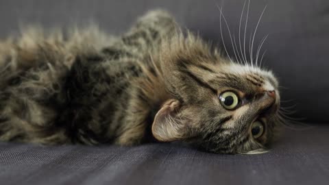 Cute tabby domestic cat lies on its back and watches the object behind the scenes