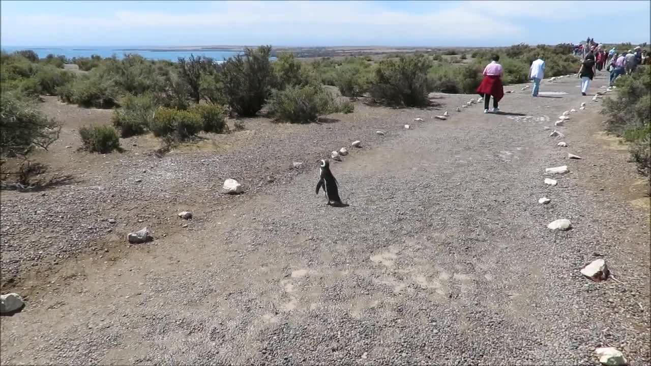 High Noon at Punta Tombo Reserve