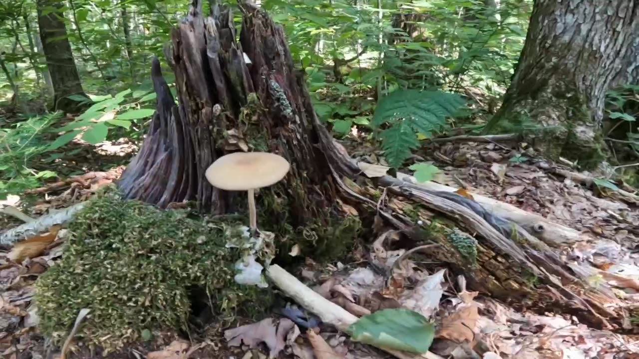 Mushroom