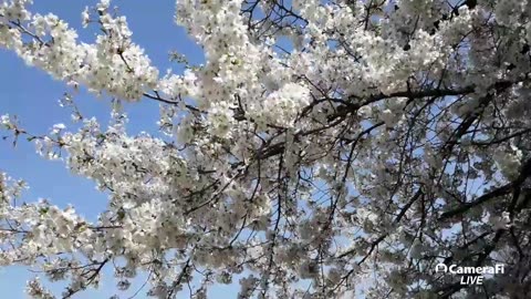 230523... 2018.4. 벚꽃 벚꽃 🌸.