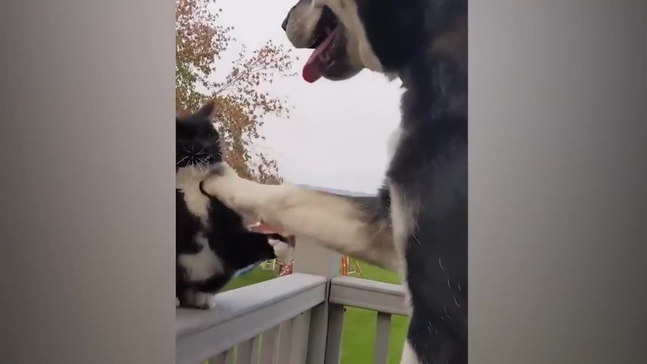 FUNNIEST DOGS & CATS |||| PART 3