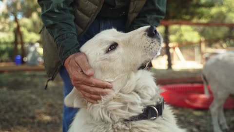 Beautiful dog. 🥰🥰🥰🥰🐕