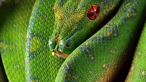 Beautiful 😍😍 tree snake 🐍🐍🐍