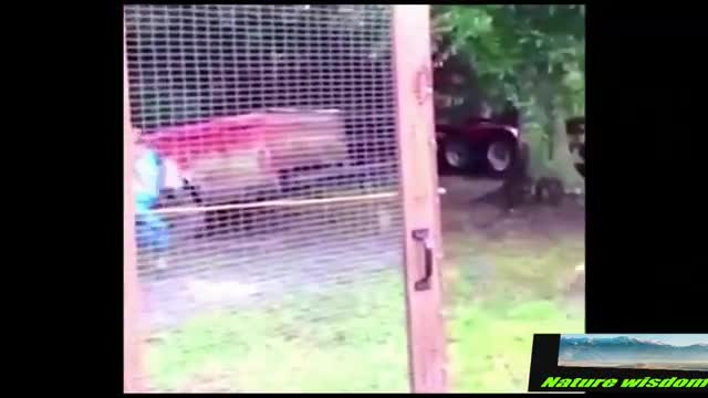 Funny Video Chickens Chasing Kids And Dogs.