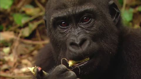 Hungriest Lovely Gorillas