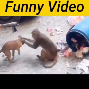 Dog funny videos