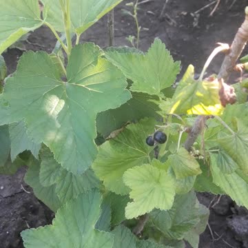 Black currant